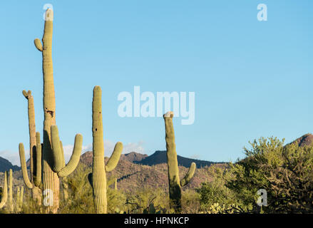 Seltene Crested Saguaro Kaktus Pflanze im National Park West in der Nähe von Tucson Arizona Stockfoto