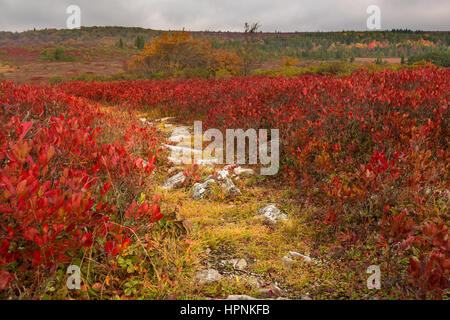 Rote Blätter im Herbst von felsigen und steinigen Pfad über Dolly Grassoden Wildnisgebiet in West Virginia Stockfoto