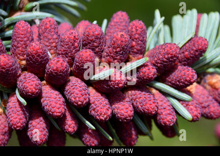 Roten männlichen Pollen Kegel auf eine Tanne Abies Alba (grüne Spirale) in einem Garten in der Nähe von Laggan auf dem Ost-Highland-Way in den schottischen Highlands, Stockfoto