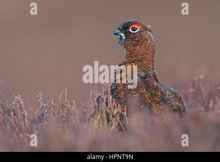 Moorschneehühner stehend über Heather in den schottischen highlands Stockfoto