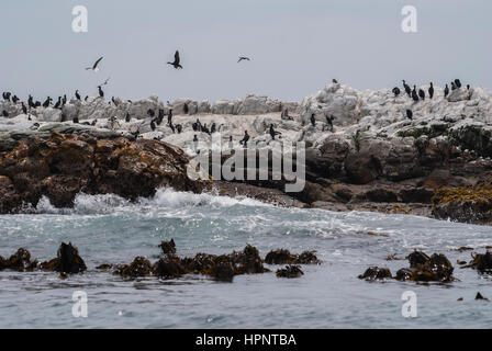 Kormorane und afrikanischen Pinguine auf Dyer Island, Gansbaai, Südafrika Stockfoto