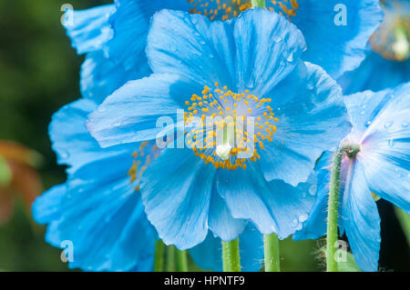 Himalaya blue poppy Stockfoto