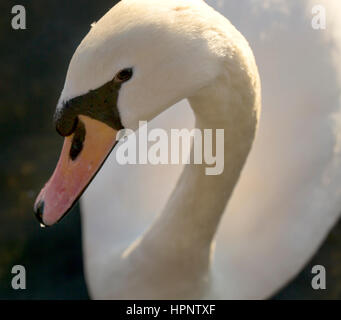 Mein Auge ist auf Sie. Ein Schwan in der Nähe schaut, interessiert das Objektiv an der Kamera. Stockfoto