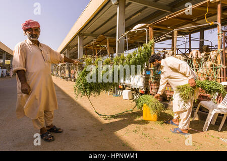 AL AIN, Vereinigte Arabische Emirate - Männer tendenziell Ziegen im Viehmarkt. Stockfoto