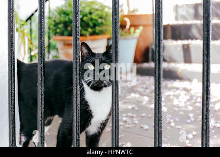 Neugierige schwarze Katze mit weißen Brust stehen im Vorgarten, schaut in die Kamera durch den Zaun. Stockfoto