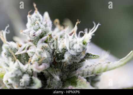 Reifen Marihuana schwerem Erntegut mit Knospen fast bereit für die Ernte an gewerbliche medizinisches Marihuana wachsende Werk gewachsen. Stockfoto