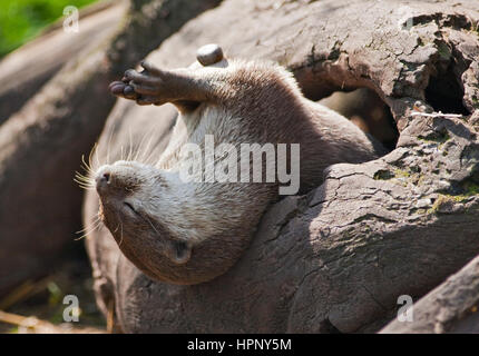 Asiatische kleine krallte Otter (Aonyz Cinerea) spielen mit einem Kieselstein Stockfoto