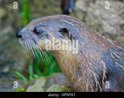 Nordamerikanischer Fischotter (Lontra Canadensis) Stockfoto