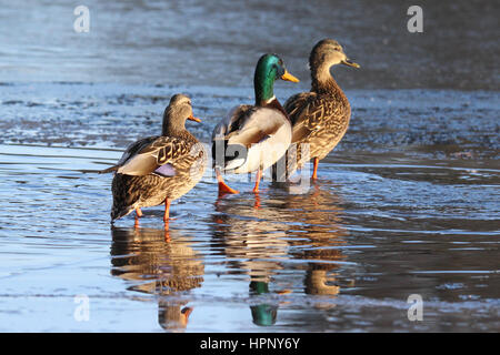 Drei Stockente Enten zu Fuß auf einem zugefrorenen Teich Stockfoto