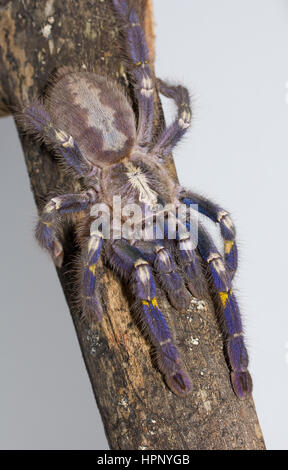 Gooty Saphir-Vogelspinne Stockfoto