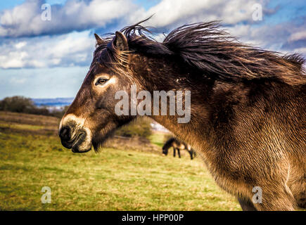 Exmoor Ponys Stockfoto