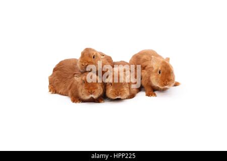 New Zealand reinrassige rot Baby Kaninchen auf weiße Tischdecke Stockfoto