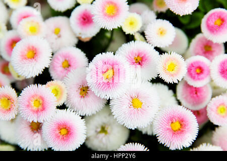 Bunte Gänseblümchen (Bellis Perennis) in einem Garten. Flachen DOF! Stockfoto