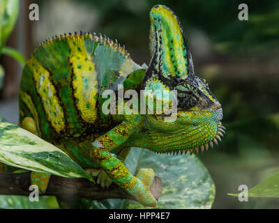 Big Chameleon ergibt sich aus den grünen Blättern des Baumes, Porträt Chameleon Lizard oder Chamaeleon (Familie Chamaeleonidae) Eidechse closeup Stockfoto