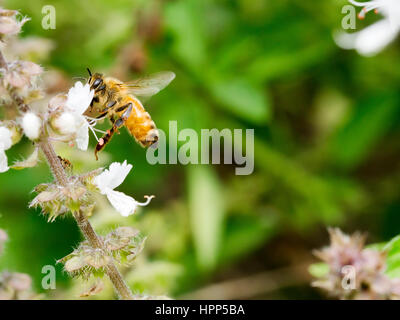 Honigbiene auf Nahrungssuche auf einer Basilikum-Blume Stockfoto