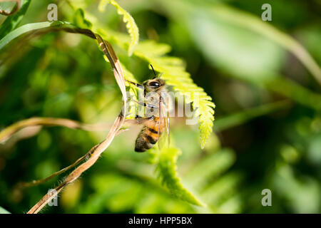 Honigbiene auf Blatt - Makro Stockfoto