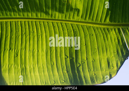 entspannender Blick über Banane Blätter Stockfoto