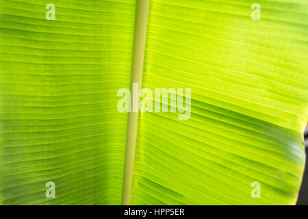 entspannender Blick über Banane Blätter Stockfoto