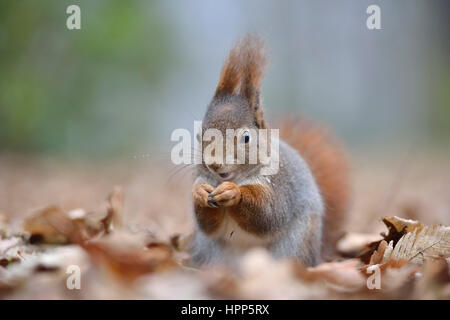 Eichhörnchen (Sciurus Vulgaris) auf der Suche nach Nahrung im Herbstlaub, Sachsen, Deutschland Stockfoto