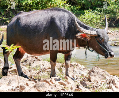 Rasen auf der Flussseite grasen Wasserbüffel Stockfoto