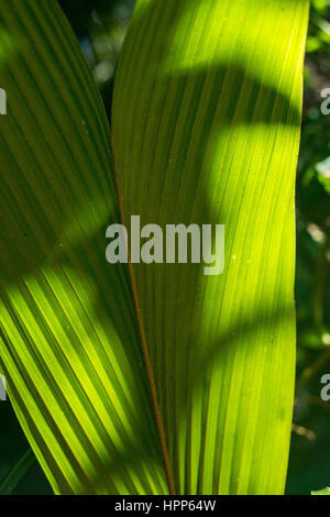 Schatten auf einen jungen Coco Palm leaf Stockfoto
