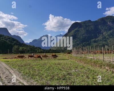 Rinder auf trockenen Reisfelder in Berglandschaft Stockfoto