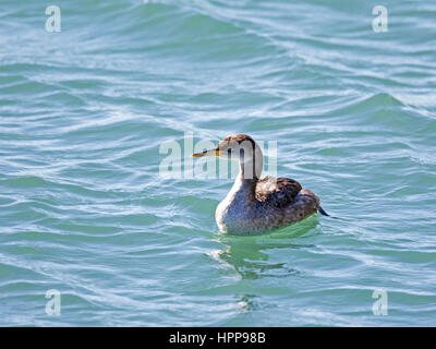 Red-necked Grebe Stockfoto