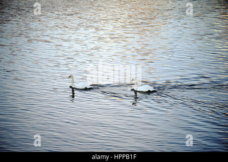 Zwei Schwäne schwimmen auf dem abstrakten Wasser eines Flusses. Stockfoto