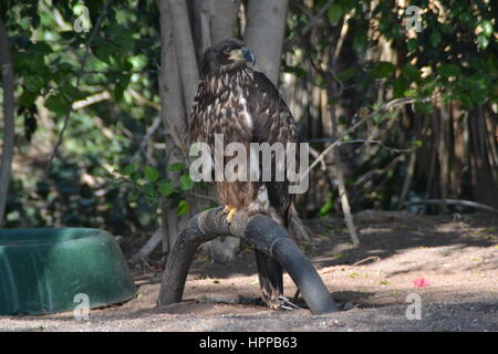 Raubvogel durch kühne Vision gekennzeichnet ist seine Beute im Flug und leistungsstarke Talon und Schnabel zu erkennen. In Jungle Park auf teneriffe Insel, Spanien. Stockfoto