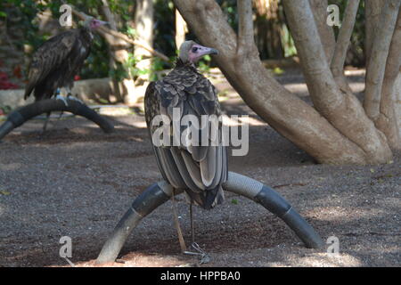 Raubvogel durch kühne Vision gekennzeichnet ist seine Beute im Flug und leistungsstarke Talon und Schnabel zu erkennen. In Jungle Park auf teneriffe Insel, Spanien. Stockfoto