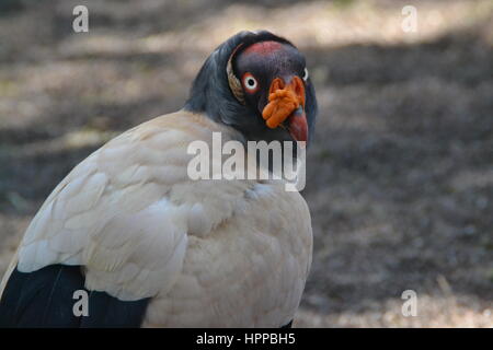 Raubvogel durch kühne Vision gekennzeichnet ist seine Beute im Flug und leistungsstarke Talon und Schnabel zu erkennen. In Jungle Park auf teneriffe Insel, Spanien. Stockfoto