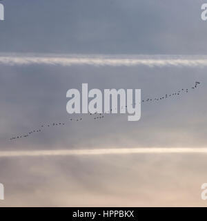 Kondensstreifen von Flugzeugen am Himmel, und die Gruppe der Zugvögel Stockfoto