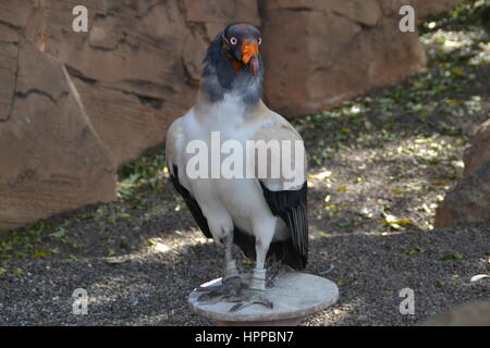 Raubvogel durch kühne Vision gekennzeichnet ist seine Beute im Flug und leistungsstarke Talon und Schnabel zu erkennen. In Jungle Park auf teneriffe Insel, Spanien. Stockfoto