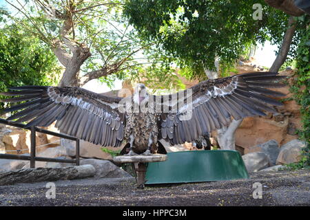 Raubvogel durch kühne Vision gekennzeichnet ist seine Beute im Flug und leistungsstarke Talon und Schnabel zu erkennen. In Jungle Park auf teneriffe Insel, Spanien. Stockfoto