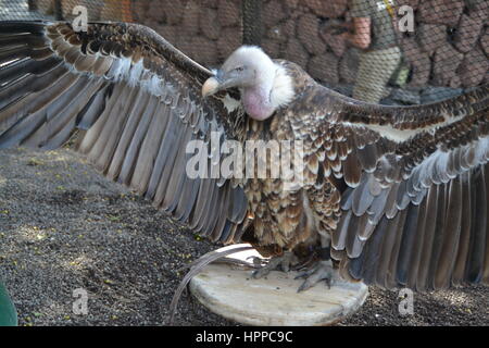 Raubvogel durch kühne Vision gekennzeichnet ist seine Beute im Flug und leistungsstarke Talon und Schnabel zu erkennen. In Jungle Park auf teneriffe Insel, Spanien. Stockfoto