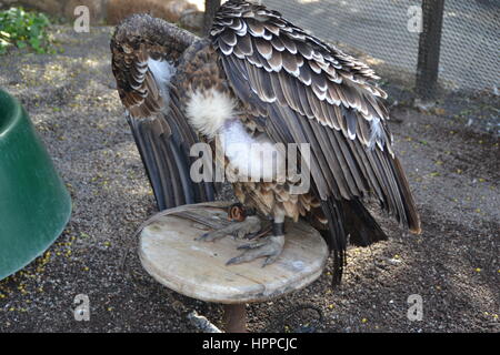 Raubvogel durch kühne Vision gekennzeichnet ist seine Beute im Flug und leistungsstarke Talon und Schnabel zu erkennen. In Jungle Park auf teneriffe Insel, Spanien. Stockfoto