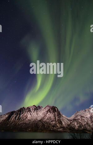 Aurora Borealis über Lofoten Inseln, Norwegen, Europa Stockfoto