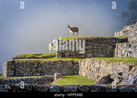 Lamas auf Machu Picchu Terrassen - Peru Stockfoto