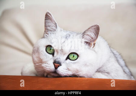 Große Silber britische Katze mit intelligenten, schöne grüne Augen ruhen auf der Couch und aufmerksam schaut uns Stockfoto