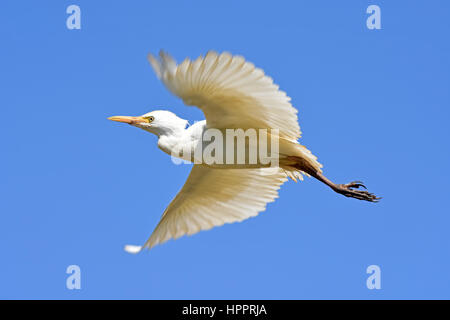 Kuhreiher fliegen Stockfoto