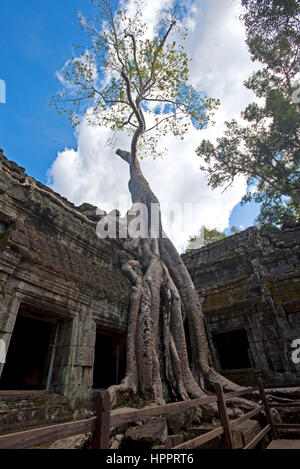 Ein Blick auf eines des berühmten Baums (Tetrameles Nudiflora) wächst in, durch und um das Gebäude an der Ta Prohm Tempel-Komplex, Angkor. Stockfoto