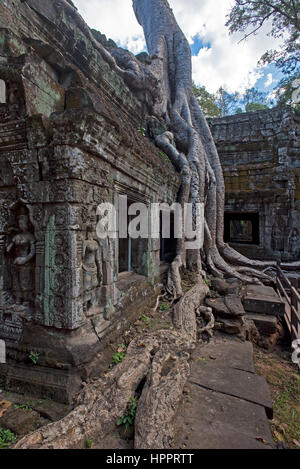 Ein Blick auf eines des berühmten Baums (Tetrameles Nudiflora) wächst in, durch und um das Gebäude an der Ta Prohm Tempel-Komplex, Angkor. Stockfoto