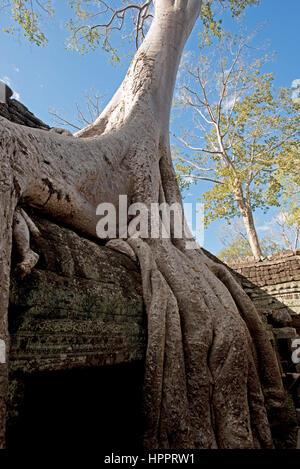 Ein Blick auf eines des berühmten Baums (Tetrameles Nudiflora) wächst in, durch und um das Gebäude an der Ta Prohm Tempel-Komplex, Angkor. Stockfoto