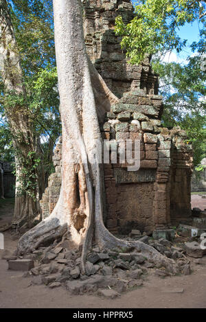 Ein Blick auf eines des berühmten Baums (Tetrameles Nudiflora) wächst in, durch und um das Gebäude an der Ta Prohm Tempel-Komplex, Angkor. Stockfoto