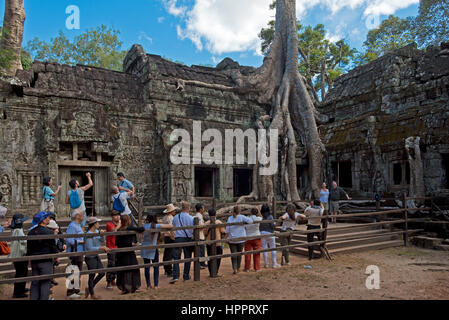 Touristen fotografieren eines Baumes (Tetrameles Nudiflora) bei der Ta Prohm Tempel, wo die Wurzeln durch und um das Gebäude herum wachsen. Stockfoto