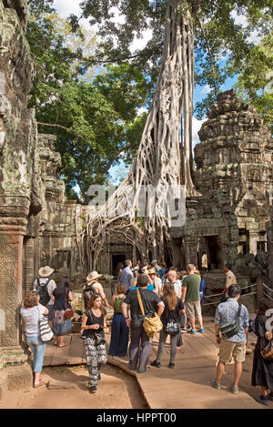 Touristen fotografieren eines Baumes (Tetrameles Nudiflora) bei der Ta Prohm Tempel, wo die Wurzeln durch und um das Gebäude herum wachsen. Stockfoto