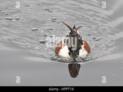 Nördlicher Rüde schwimmend vorwärts Stockfoto