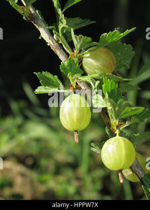 Ribes Uva-Crispa hautnah Stockfoto