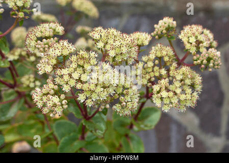 Sedum Telephium Blume Stockfoto