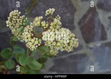 Sedum Telephium Blume Stockfoto